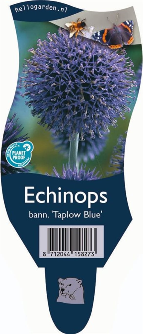 Echinops bannaticus 'Taplow Blue' - P11